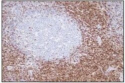 CD3 Antibody (N26-R), Novus Biologicals 100&mu;L; Unlabeled:Antibodies,